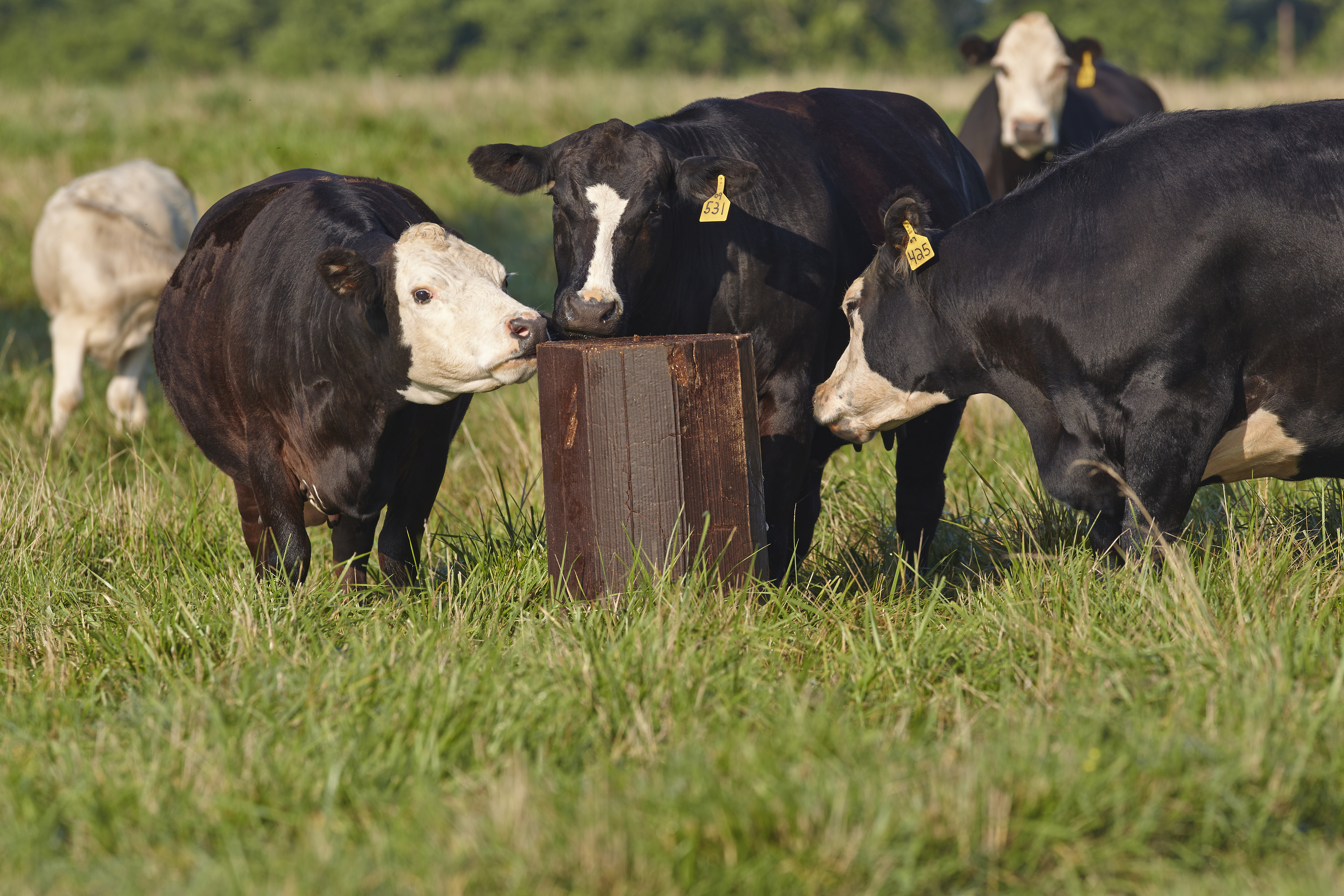 4 tips to prepare the herd for spring and summer grazing