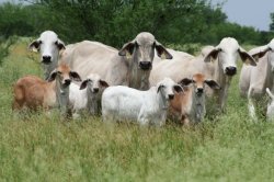 Thune Leads GOP Senators in Calling for USDA, DOE, EPA to Resist Taxing Livestock Emissions