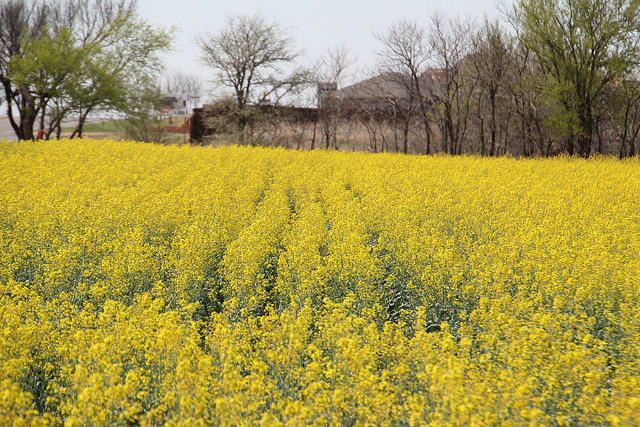2014 Canola Crop in Pictures- Mom, We Need a Drink!