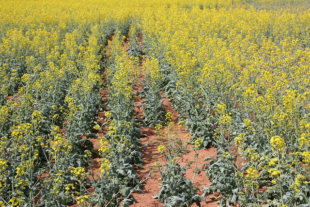 Canola Field Tours Underway This Week- Times and Directions for Each Tour Stop