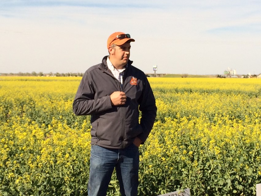 Canola Crop Update- There is Freeze Damage, But Crop Still Has Potential in Most of State