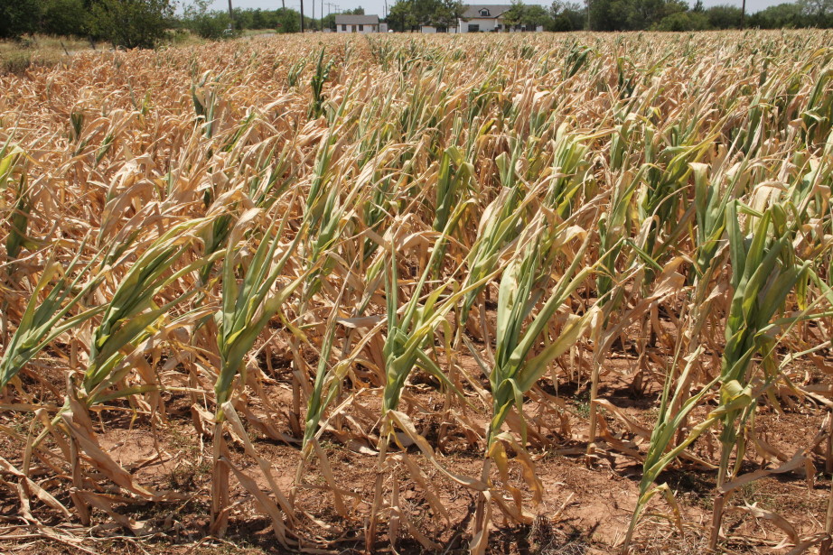DuPont Pioneer corn plants better withstand drought stress