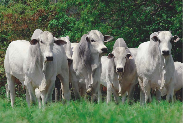 Oklahoma Cattlemen Oppose Brazilian Beef Imports Into the US