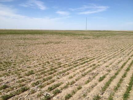 Kansas Wheat Crop Facing Lowest Yields in at Least 14 Years Based on Drought Conditions 
