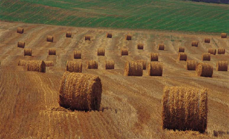 Dave Lalman Offers Considerations for Haying or Grazing Out Damaged Wheat