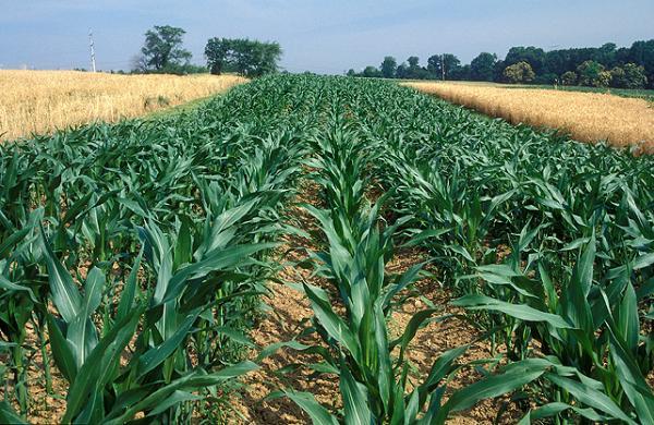 Manage Corn Plants� Nitrogen Needs