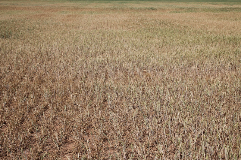Worst Wheat Crop Since 1957- Oklahoma Crop Projected at 62.7 Million Bushels by USDA