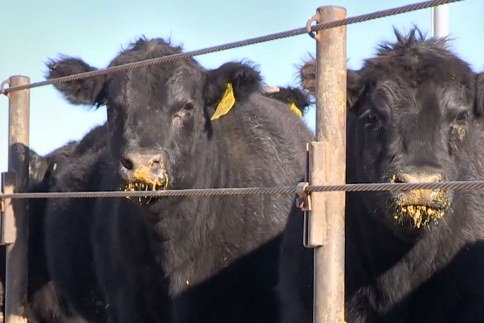 Arizona Rancher Says Raising Quality Beef is a Calling