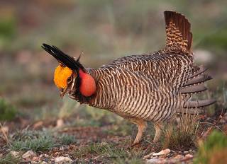 OACD, Access Midstream Partners Collaborate on Prairie Chicken Protection