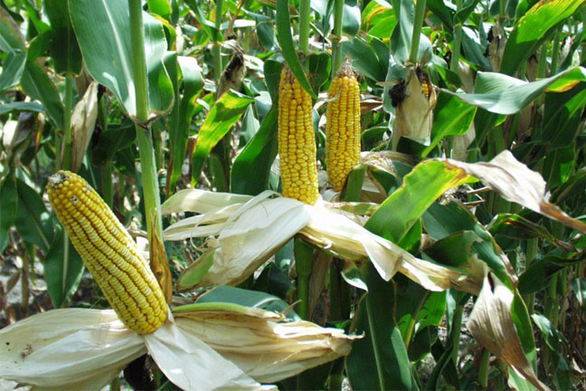 Maize Genetics and Genomics Database Expert Talks SAM, New Projects