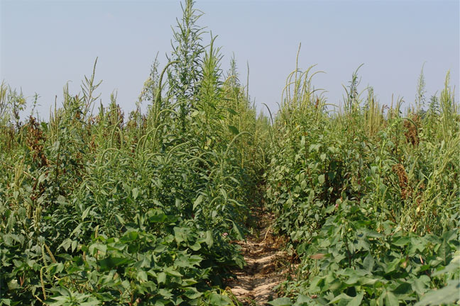 DuPont Pioneer Scientists Suggest a Proactive Weed Management Approach 
