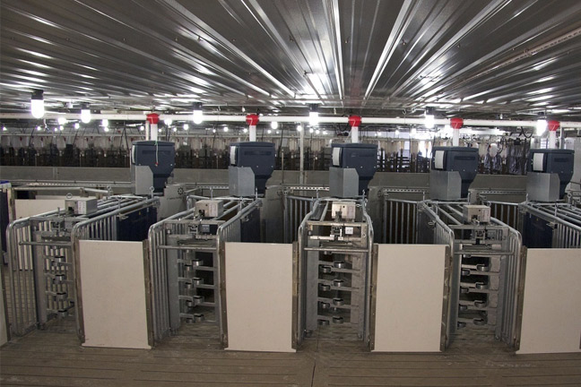 Nedap Electronic Sow Feeding System a Viable Production Option in the U.S.
