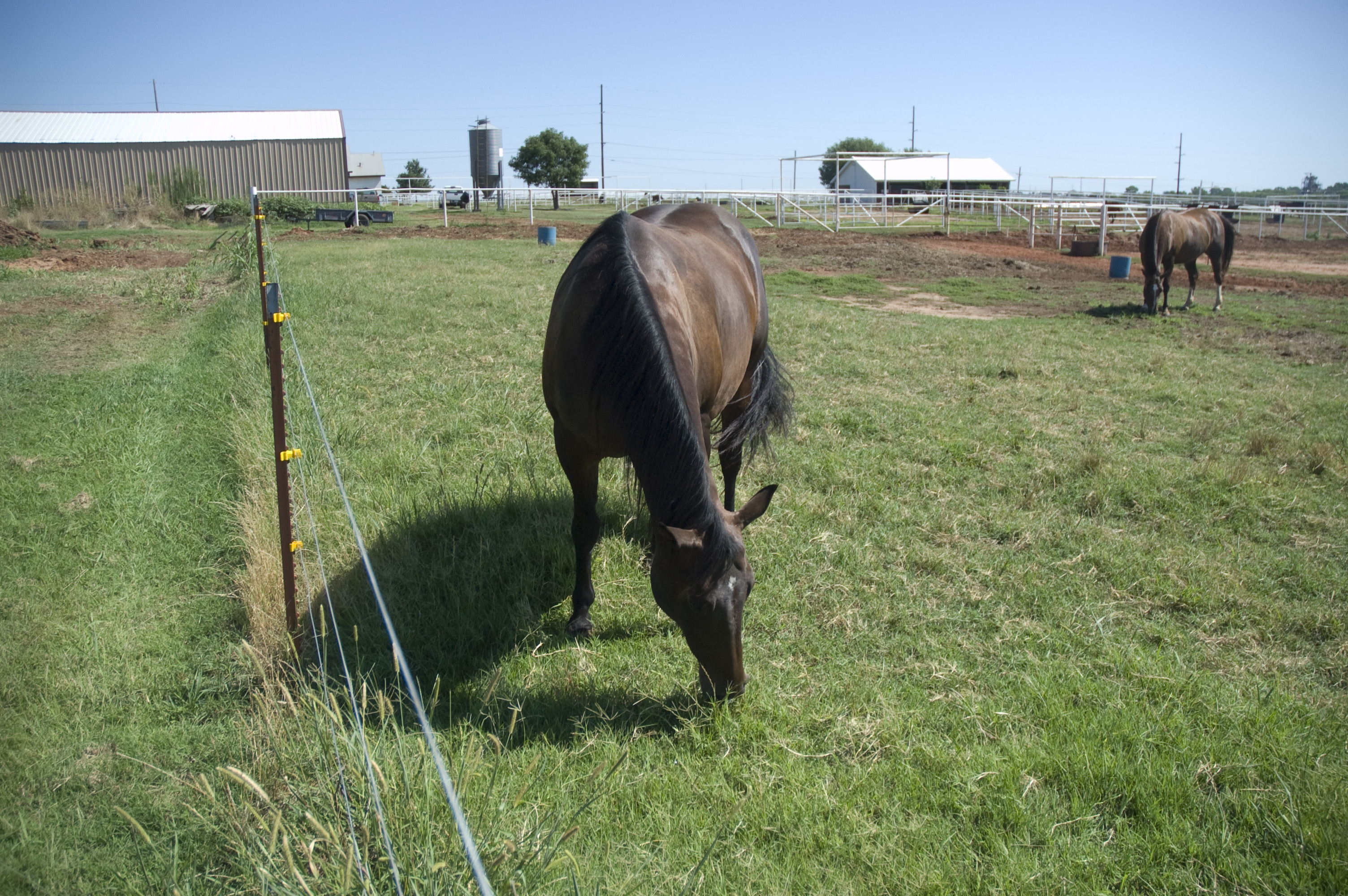 Horse Owners Should Take Precautions Against West Nile 