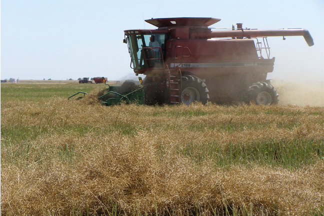 Harvest of a Short Crop of Canola Underway in Southern Plains