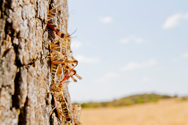 Warning! Grasshopper Numbers Could Be Crazy This Summer- Tom Royer Says Treat Now