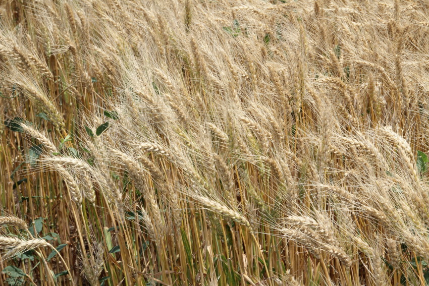 Wheat Harvest Officially On Hold as June Monsoon Rains Arrive- Audio and Video Updates