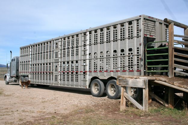 DOT Grants Exemption on Hours of Service for Livestock Truckers