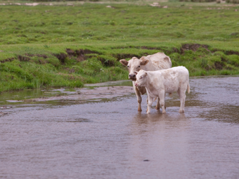 Summertime Water Requirements for the Cow Herd