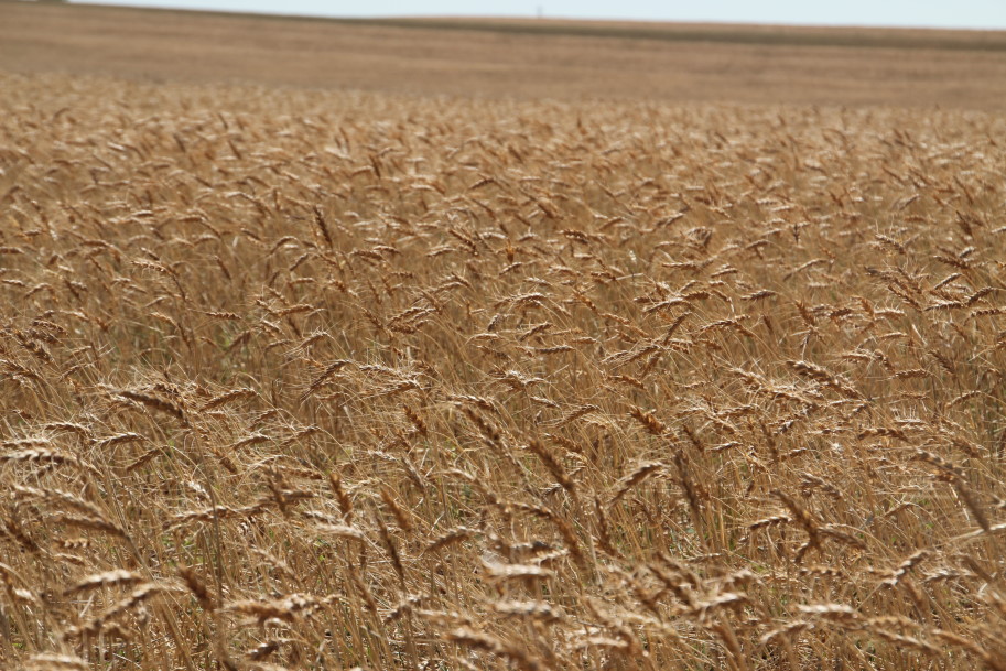 Monsanto Back In Wheat Business with WestBred