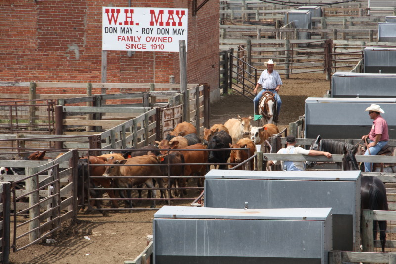 Oklahoma National Stockyards Feeder Cattle Auction- Open July 14, 2014