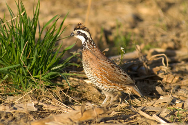 North Fork Quail Forever Chapter Meets in Sayre