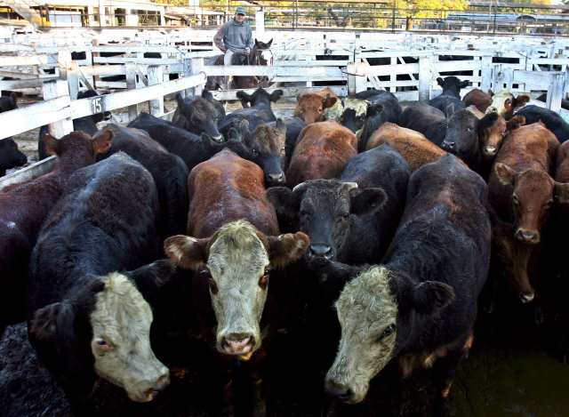 Robb says Boxed Beef Nearing Top, While Cow Beef Has Room to Run