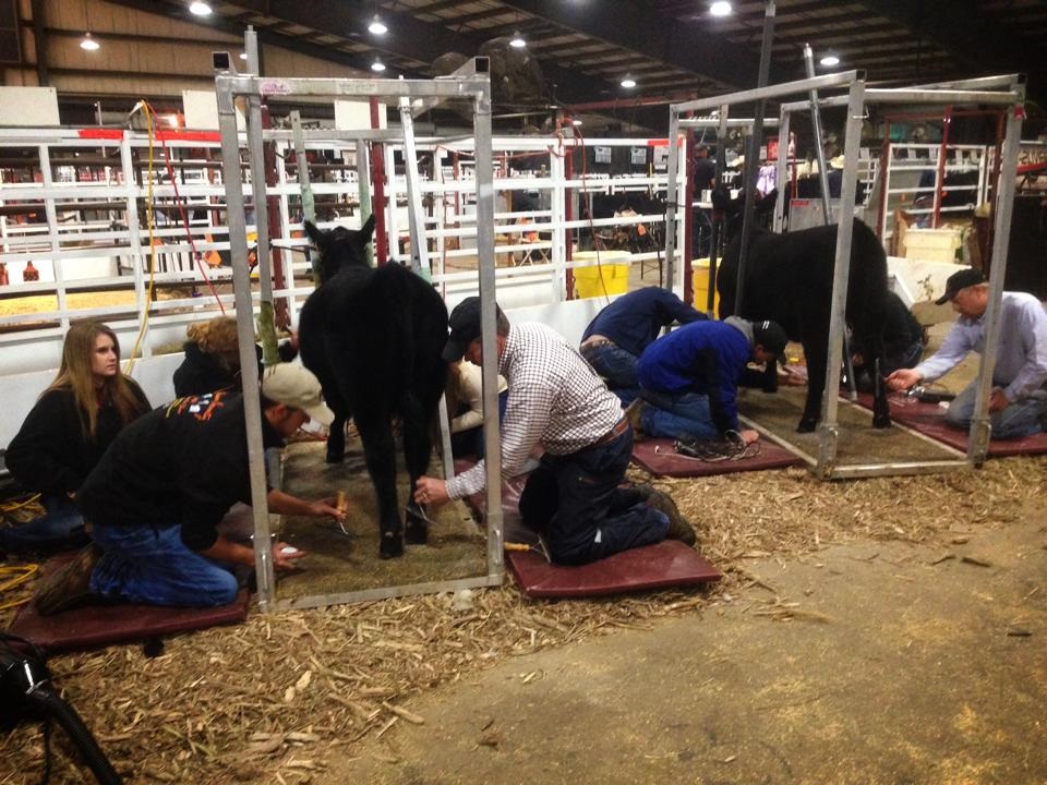 Redlands Building Cattle Herd and Future Producers 