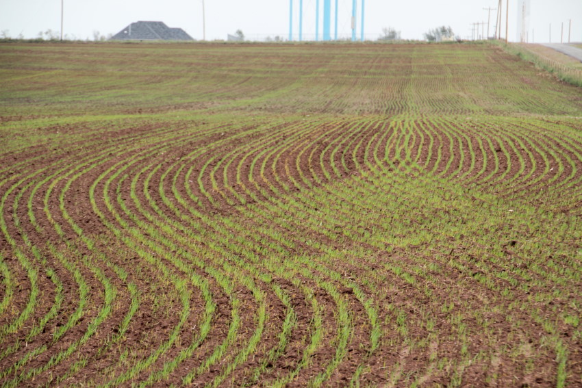 Oklahoma Wheat Farmers in 38 Counties Can Sign Up for SCO for 2015 Crop 