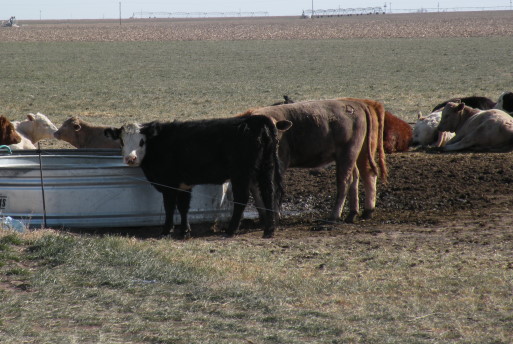 USDA Awards Grant to Study Water Efficiency In Cattle Production 