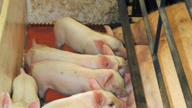 Study Finds Animal Feed Carrying Deadly Pig Virus