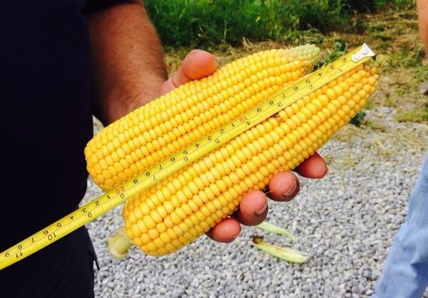 South Dakota Corn Crop Not as Good as 2013- Ohio 2014 Corn Crop Much Better-Day 1 PF Tour Results 