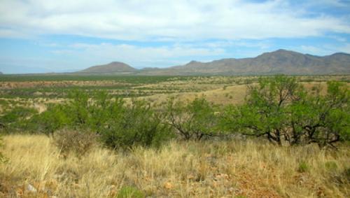 Arizona Study Shows Alarming Rate of Brush Invasion on Grasslands in US