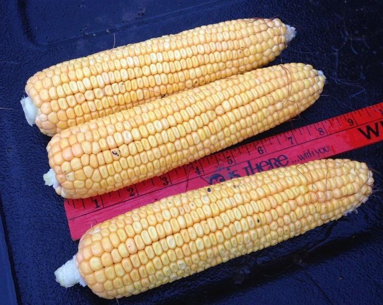 Pro Farmer Tour Puts Illinois Corn Crop at 197 BPA- And Says Western Iowa Looks Really Good