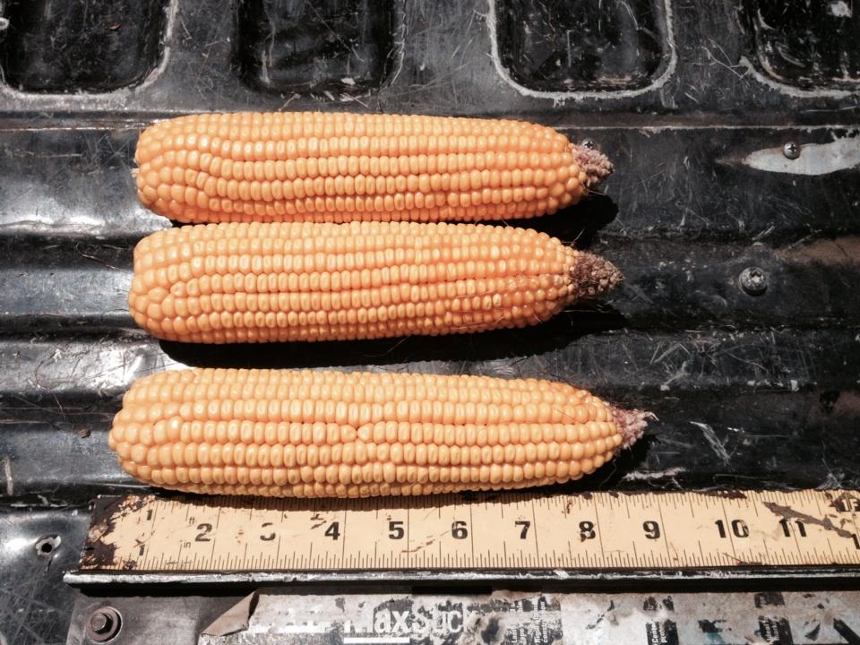 Pro Farmer Releases 2014 Corn and Soybean Crop Estimates