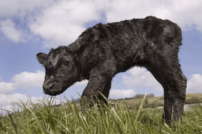 Selk Offers Tips To Reduce the Risk of Calf Scours in Fall-Calving Herds