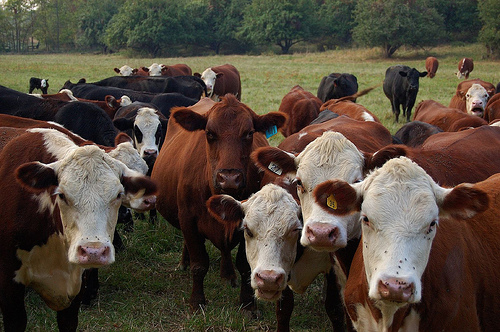 Peel Urges Producers to Rethink Cattle Production Decisions