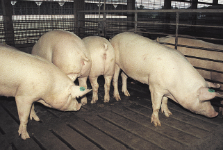 Pork Checkoff Announces 2014 Pork Industry Environmental Stewards