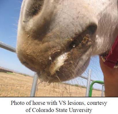 Vesicular Stomatitis Concerning for Horse Owners