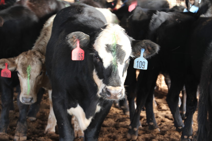 Merck Animal Health Recognizes Future Bovine Veterinarians