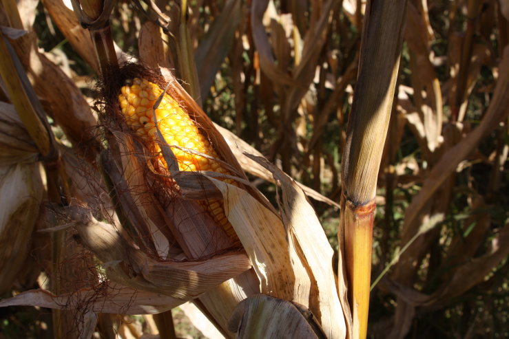 While Progress Lags, USDA Indicates Corn Crop Quality Still High 