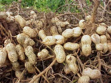 USDA Implements New Farm Bill Provision for Peanut Producers