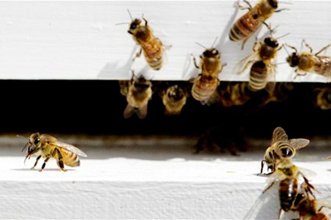 USDA to Provide $4 million For Honey Bee Habitat