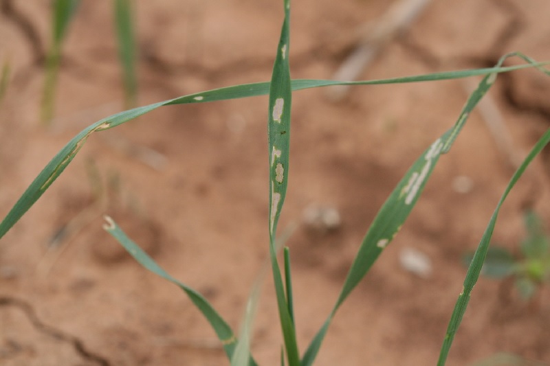 Oklahoma Wheat Producers Urged To Check for Armyworms 
