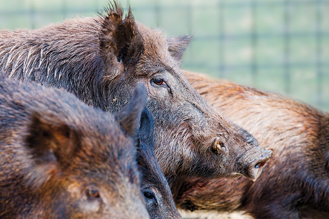 Feral Hogs Running Wild Throughout the State