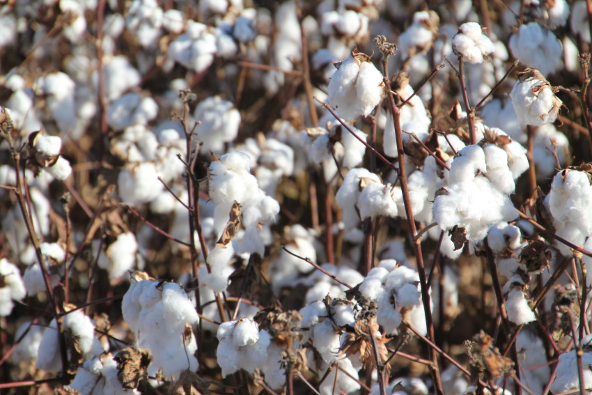 Oklahoma Cotton Farmers Double Production in 2014 Versus 2013 Growing Season