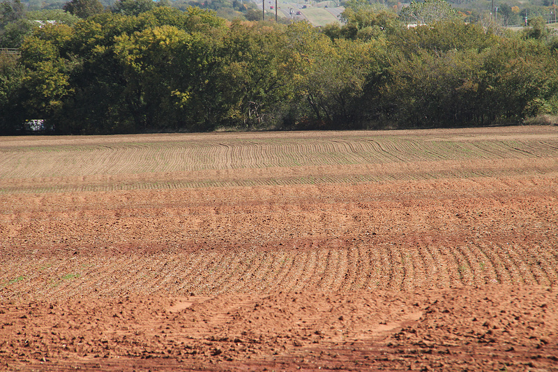 Rains Help Wheat and Canola, But Delay Harvest Progress in Southern Plains