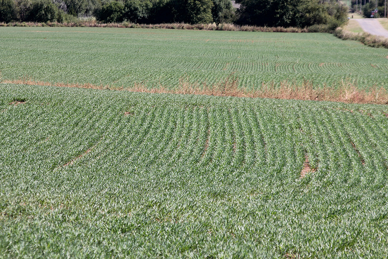 2015 Oklahoma Wheat Crop in Pictures- October 15, 2014