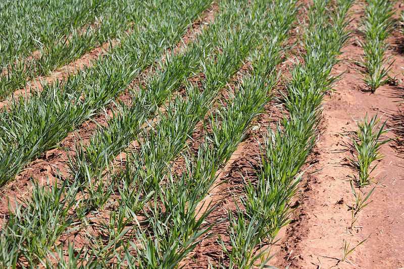 2015 Oklahoma Wheat Crop in Pictures- October 15, 2014