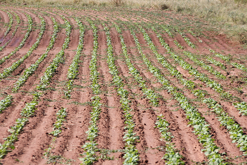 2015 Canola Crop in Kingfisher County Looks Healthy- the Latest Photos