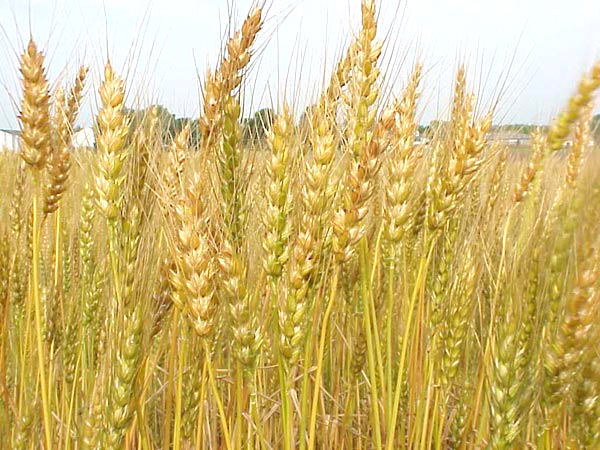 Fall Wheat Conference Wraps Up in New Mexico